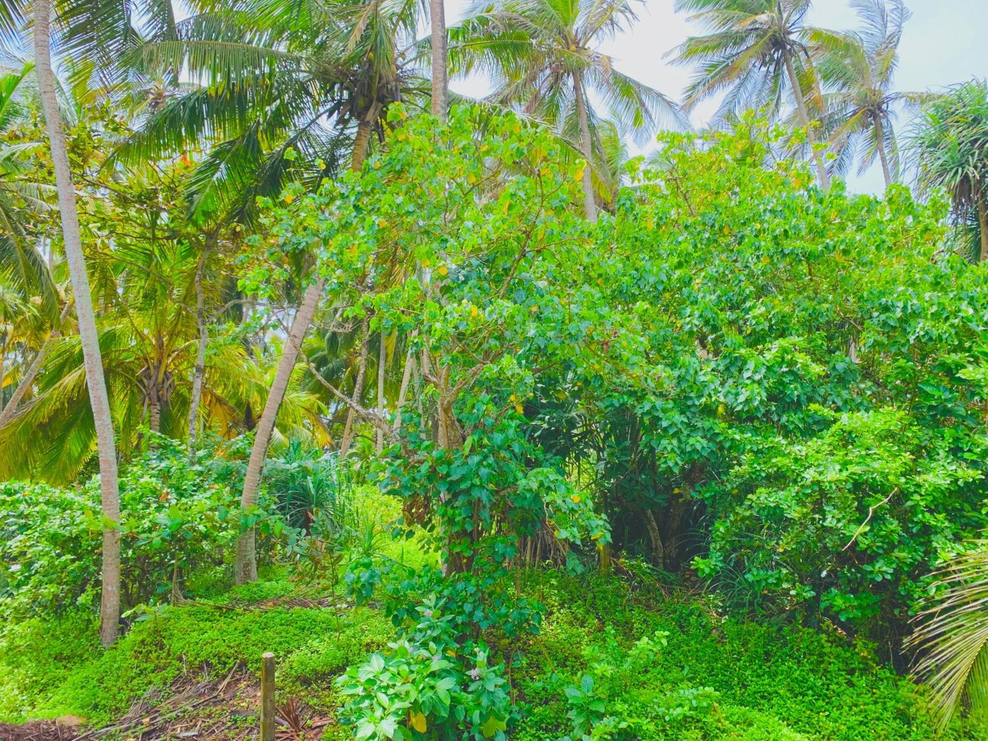 Surf Home Stay Hiriketiya Диквелла Экстерьер фото